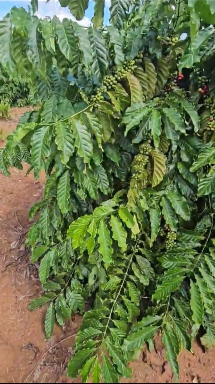 Đất Farm 1,3 ha tại Xuân Phú, Ea Kar giá 2 tỷ - Cơ hội đầu tư tuyệt vời!