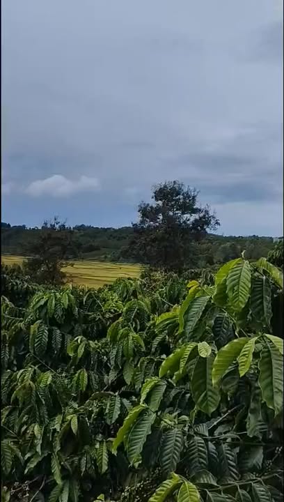 Đất nền Lý Chính Thắng, Pleiku 960m² giá 500 triệu - Tiềm năng nghỉ dưỡng tuyệt vời!