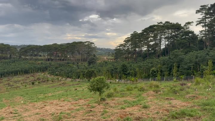 Đất đầu tư lâu dài tại Nâm N'Jang, Đắk Song 3ha, giá 4.2 tỷ - Cơ hội vàng cho nhà đầu tư!