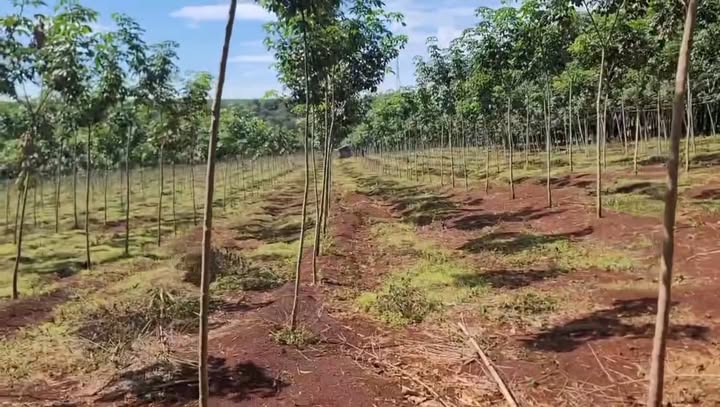 Đất farm 3,5ha tại xã Thuận Lợi, Bình Phước - Giá chỉ 1 tỷ/ha, cơ hội đầu tư tuyệt vời!