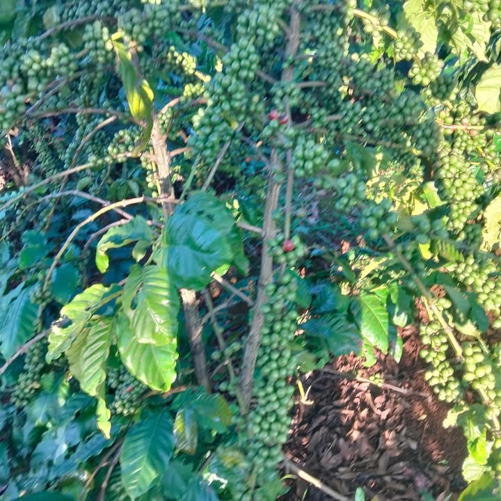 Đất nền 1,5ha tại xã Ia Pếch, huyện Ia Grai giá 3,8 tỷ - Sổ đỏ chính chủ!