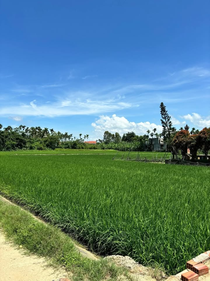 Đất nền Cẩm Kim Hội An 90m² giá 1.6 tỷ - View lúa tuyệt đẹp, cơ hội đầu tư hiếm có!