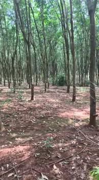 Đất Farm 3,1ha tại Bình Thắng, Dĩ An - Giá chỉ 4,3 tỷ, tiềm năng phát triển cao!