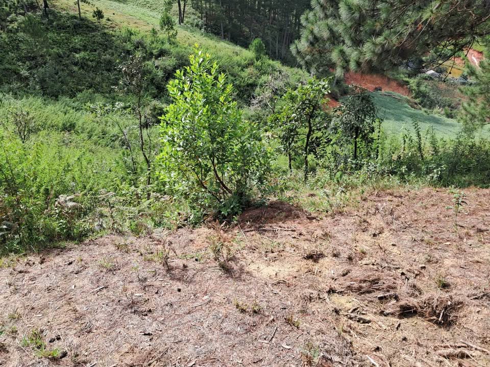 Đất nền 4500m² đường Măng Lin, phường 7, Đà Lạt - Sổ đỏ chính chủ chỉ 800 triệu!