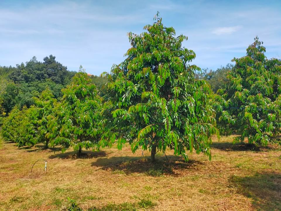 Đất Farm 3500m² tại Bình Tân - Phú Riềng, giá 3.1 tỷ - Cơ hội đầu tư tuyệt vời!
