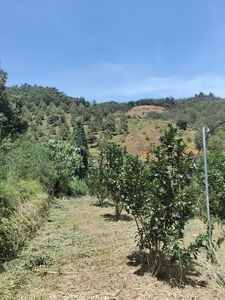 Đất Farm Đạ Huoai 1ha giá 550 triệu - Cơ hội đầu tư lý tưởng!