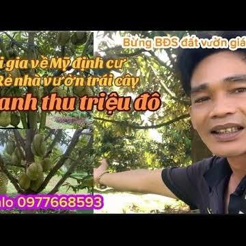 Đất vườn sầu riêng Thái 20.000m² tại Phú Trung - Giá thỏa thuận hấp dẫn!