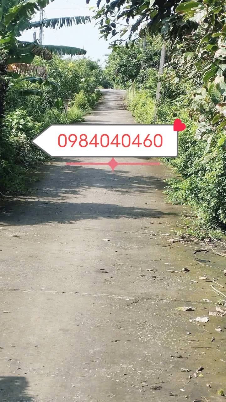 Đất 1500m² tại xã Phú Phụng, Chợ Lách - Giá chỉ 1.1 tỷ, sổ hồng chính chủ!