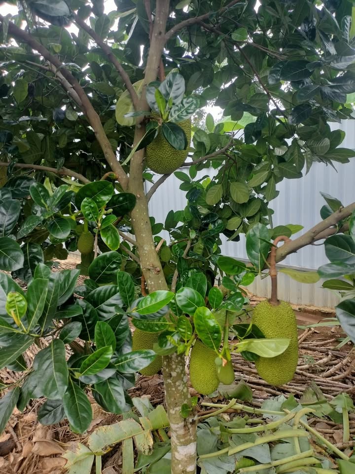 Nhà vườn An Linh - Phú Giáo 1400m² giá thỏa thuận - Tiện nghi ở ngay!