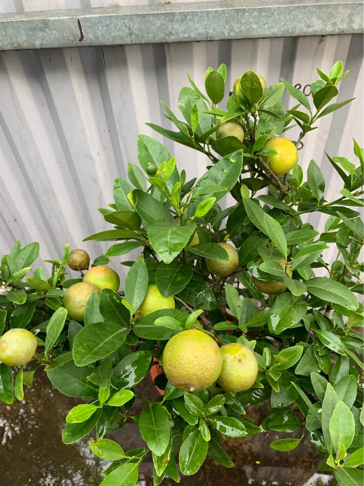 Đất nền Nguyễn Lâm Sơn Trà 100m² giá 8.15 tỷ - Nơi nghỉ dưỡng lý tưởng gần biển