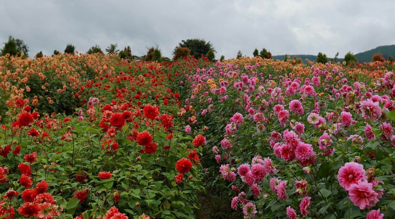 Đất xây dựng 200m² tại Hẻm ô tô Mai Hắc Đế, Đà Lạt - Giá chỉ 12.5 tỷ!