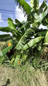 Đất nền An Thới, Trảng Bàng 602m² giá 1 tỷ - Đầu tư sinh lời ngay!