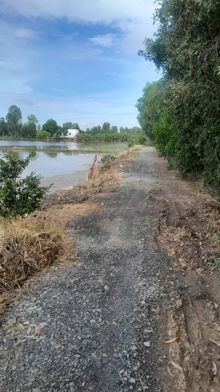 Đất nông nghiệp mặt tiền Đa Xanh, Long Thuận, Thủ Thừa 14.000m² - Giá chỉ 3.78 tỷ!