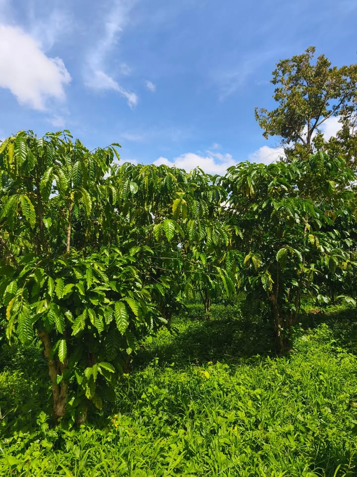 Đất nền 2160m² tại Thôn 2 Đại Lào, Bảo Lộc - Giá chỉ 1.1 tỷ - View tuyệt đẹp!