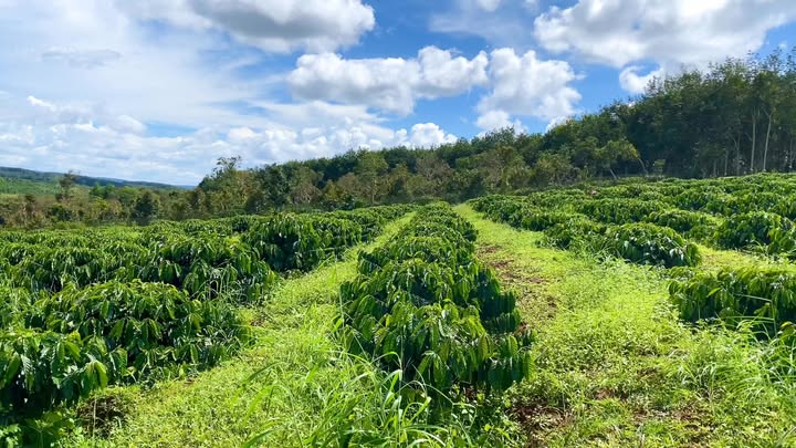 Đất Farm Đắk Nông 6ha giá 8.5 tỷ - Đầu tư sinh lời hấp dẫn!