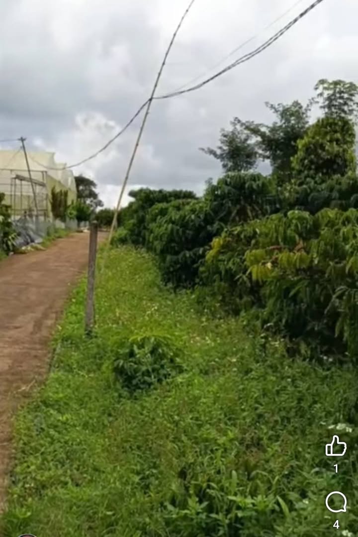 Đất nền Lộc Châu Bảo Lộc 3.750m² giá 3.75 tỷ - Cơ hội đầu tư sinh lời!