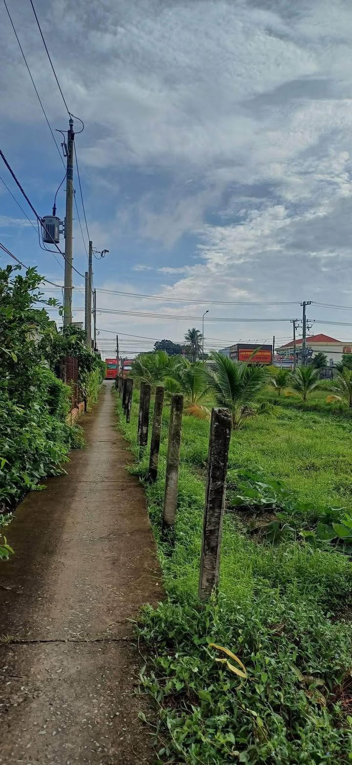 Đất lúa 950m² tại thị trấn Tầm Vu, Long An - Giá chỉ 399 triệu, thương lượng ngay!