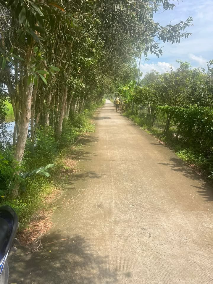 Đất lúa 3136m² ấp 5 Mỹ Thạnh Thủ Thừa - Giá chỉ 940.8 triệu VND