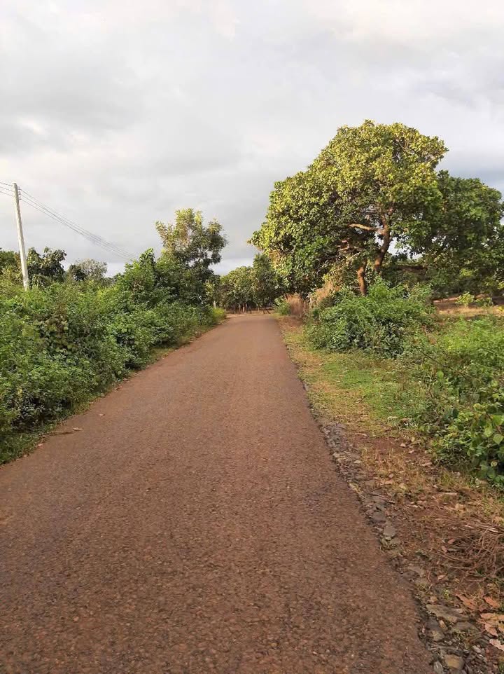 Đất farm 1.5ha tại An Khương, Hớn Quản giá chỉ 2 tỷ - Mặt tiền đường nhựa 20m