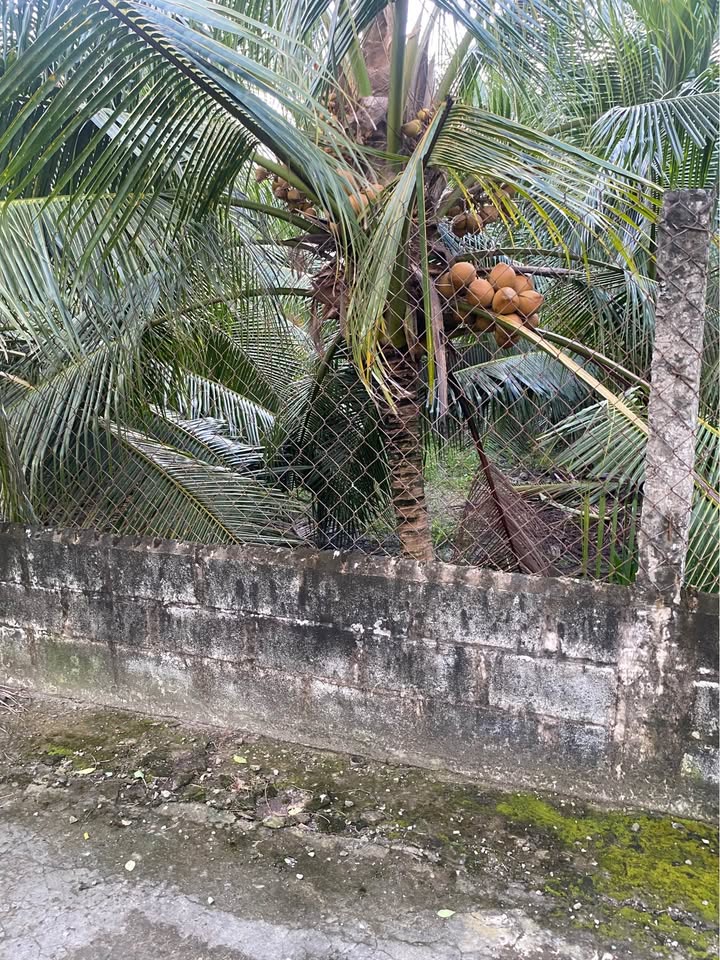 Đất nông nghiệp 1600m² tại xã Tam Hiệp, huyện Châu Thành - Giá 1.5 tỷ, thương lượng tốt!