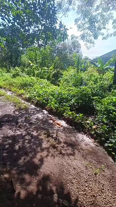 Đất Farm Phú Trung 1,27ha giá 1,75 tỷ - Cơ hội đầu tư sinh lời!