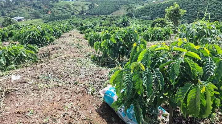 Đất nền Phúc Thọ Lâm Hà 12.540m² giá 1.1 tỷ - Sổ đỏ chính chủ, tiện lợi đầu tư!