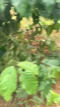 Đất nền Tân Đức, Lâm Hà 3024m² giá chỉ 1.344 tỷ - Cơ hội đầu tư lý tưởng!