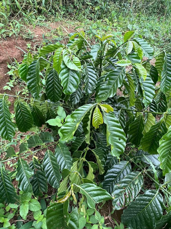 Đất nông nghiệp 16200m² Đăk Krong - Ba mặt giáp đường, tiềm năng đầu tư lớn!