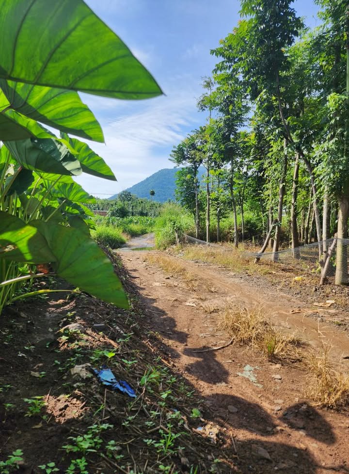 Đất thổ cư 1260m² tại xã Xuân Thành, giá 820 triệu - Tiềm năng đầu tư hấp dẫn!