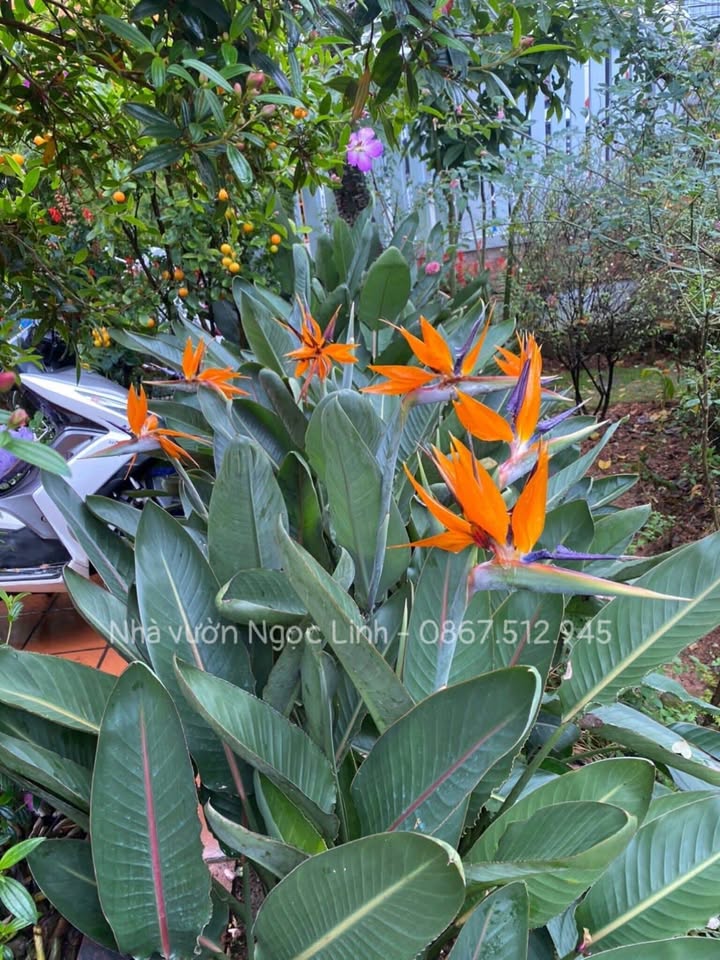 Đất nền Long Thành Nam Hòa Thành 220m² giá 550 triệu - Cơ hội đầu tư sinh lời!