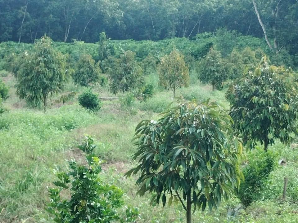 Farm 8 sào sầu riêng Tân Hưng Hớn Quản giá 1 tỷ - Mặt tiền đường rộng rãi!