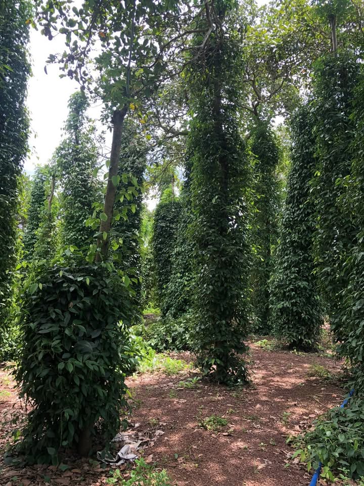 Đất nền Bàu Lâm Xuyên Mộc 2160m² giá 6 tỷ - Cơ hội đầu tư lý tưởng!