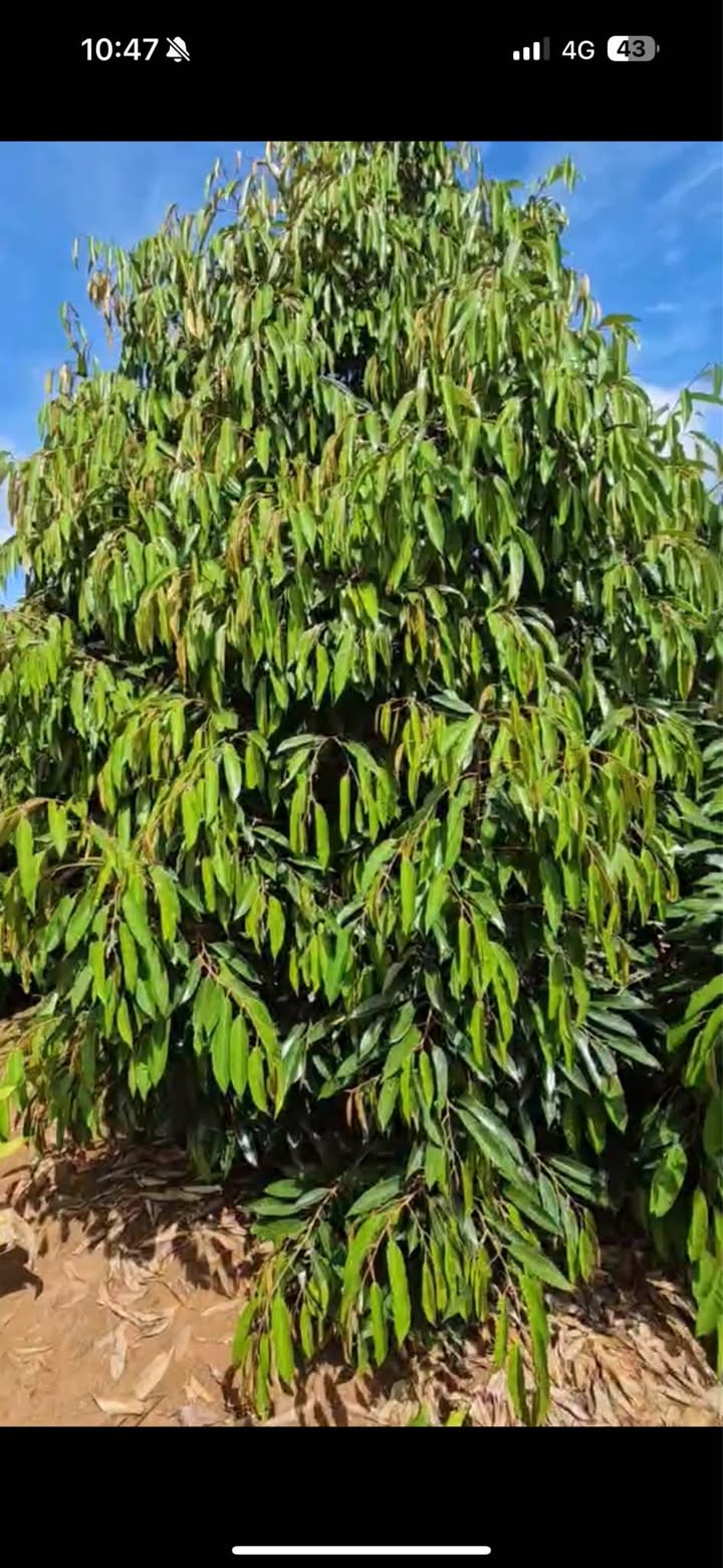 Đất Farm 1,3ha tại Xuân Phú, Ea Kar - Giá chỉ 2 tỷ, Full cafe!