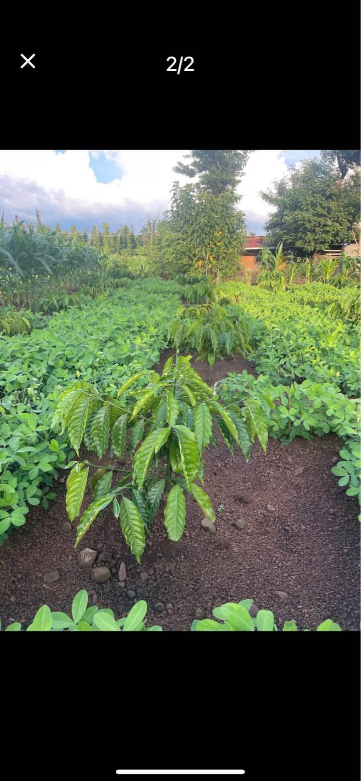 Đất nông nghiệp 64800m² tại phường Khánh Xuân - Chỉ 2.2 tỷ, đất màu mỡ, thu hoạch ngay!