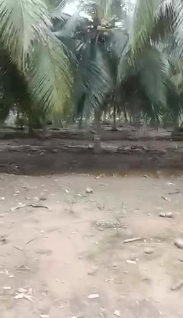 Đất vườn 13500m² Lộc Thuận, Bình Đại chỉ 1.35 tỷ - Đầu tư lợi nhuận cao!