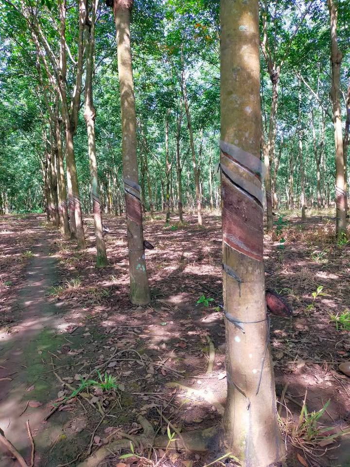 Cần bán 1,9ha cao su tại xã Bình Sơn, Huyện Phú Riềng - Giá 3,5 tỷ thương lượng!