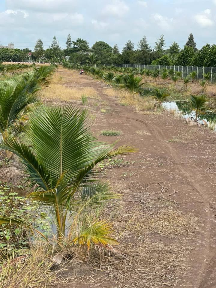 Đất nền mặt tiền đường 943, xã Định Thành, huyện Thoại Sơn, An Giang 30 công - Thích hợp đầu tư kinh doanh!