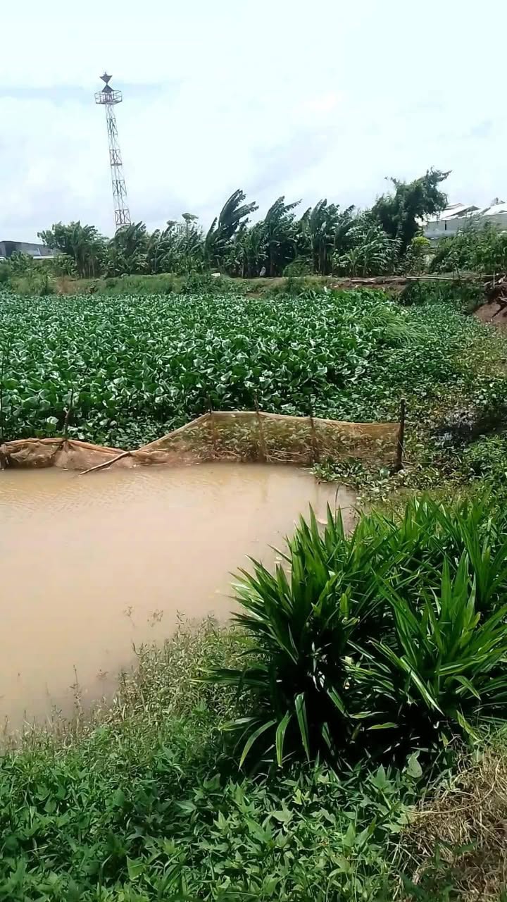 Farm 20.000m² tại xã Long Giang, Chợ Mới - Nguồn nước ngọt dồi dào, giá 6.75 tỷ!