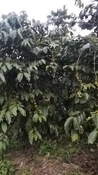 Đất nền 8 sào xã Tân Lâm, Di Linh - Giá chỉ 3.36 tỷ, sổ đỏ chính chủ!