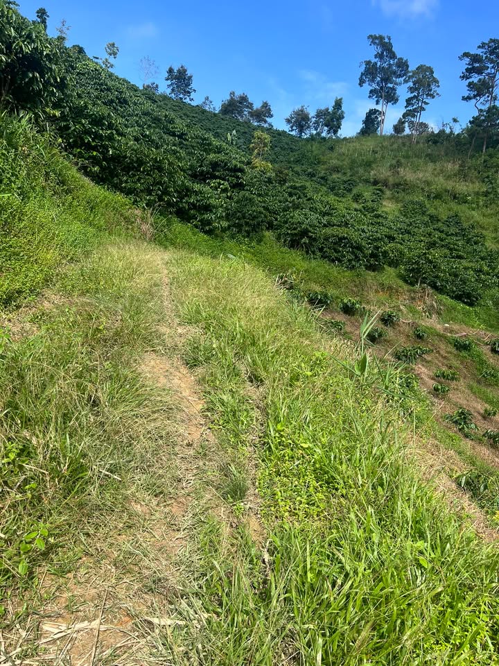 Đất nền 22.000m² tại Xã Phi Liêng, Đam Rông chỉ 2.2 tỷ - Cơ hội đầu tư tuyệt vời!