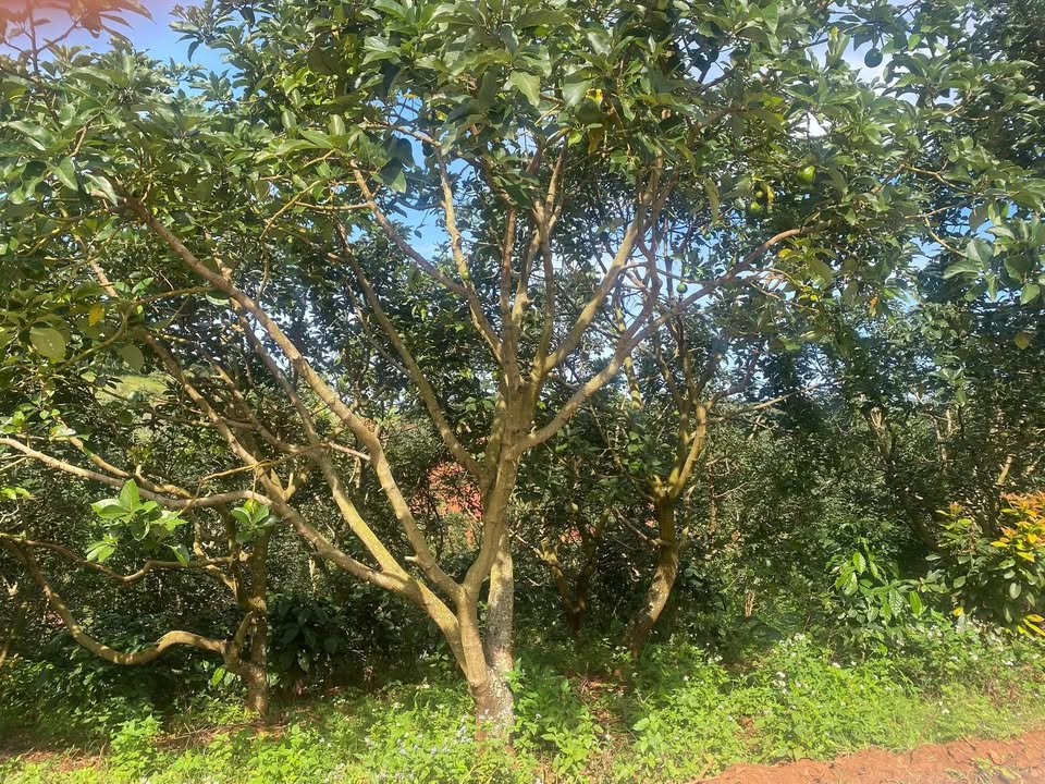 Đất nền 4178m² tại Nam Ban, Lâm Hà - Giá chỉ 2.65 tỷ, thương lượng ngay!