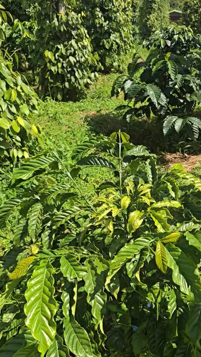 Đất nền 2,8ha tại xã Quảng Tâm, Tuy Đức, Đắk Nông giá 3,6 tỷ - Cơ hội đầu tư tuyệt vời!