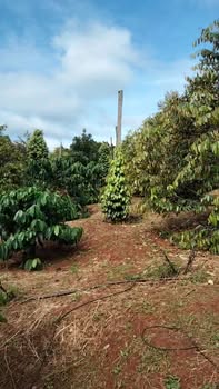 Đất nông nghiệp 2ha tại xã Ea Khal, Đắk Lắk chỉ 3 tỷ - Sổ đỏ chính chủ!