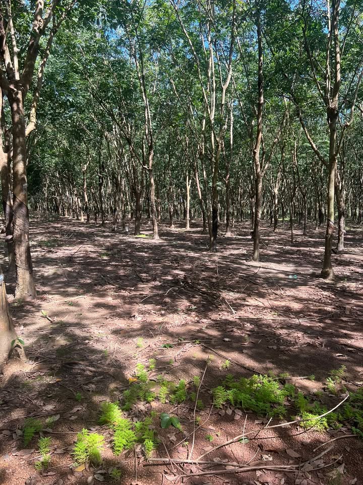 Bán gấp Farm 9.3ha cao su tại Long Hà, Phú Riềng chỉ 13.5 tỷ - Đất đẹp, đầu tư sinh lời!