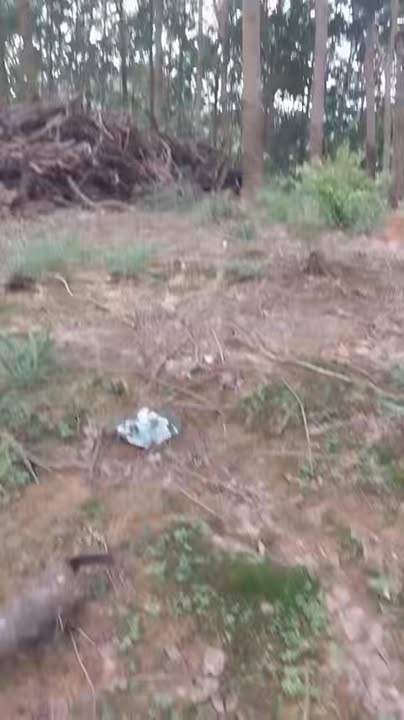 Đất Farm 2ha900 Phú Trung, Phú Riềng giá 4.06 tỷ - Cơ hội đầu tư tuyệt vời!