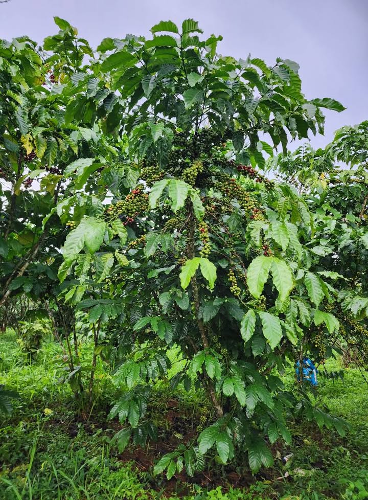 Đất nông nghiệp 6 sào tại Lộc Ngãi, Bảo Lâm - Giá 3.2 tỷ, sổ đỏ chính chủ!