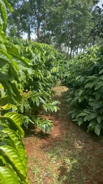 Đất nền 2736m² tại thị trấn Nhơn Hoà - Bám ba mặt đường - Giá 2 tỷ