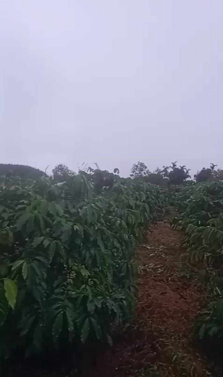 Đất nền Ia Pếch, Ia Grai 1,5ha giá 3,8 tỷ - Ô tô vào tận nơi!