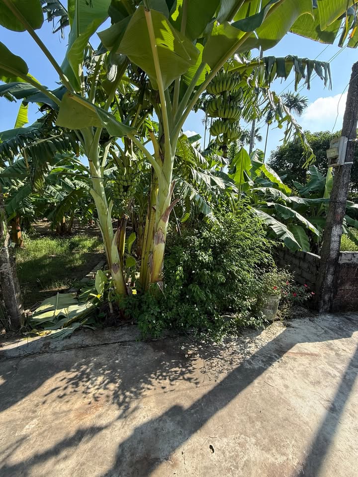 Đất nền An Trường 80m² giá 700 triệu - Đường ô tô vào tận nơi!