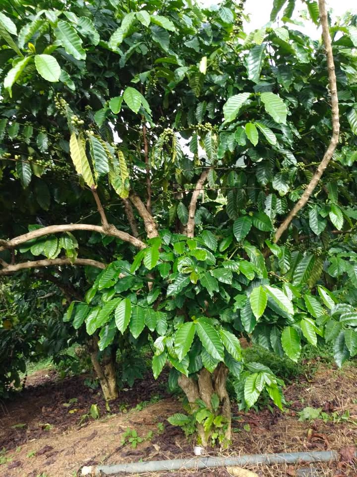 Đất thổ cư Bảo Lâm 100m² giá 2.5 tỷ - Tiềm năng đầu tư lớn!